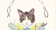 多肉小野猫,抖音网红的奇幻生活与粉丝互动之旅”