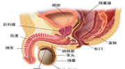 男性私密生理结构图片,揭秘男性生殖健康奥秘