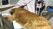 宠物医生咨询,专业医生在线咨询全攻略